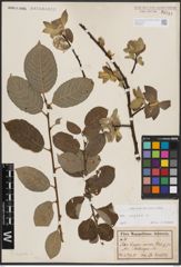 Foto von Salix caprea L.